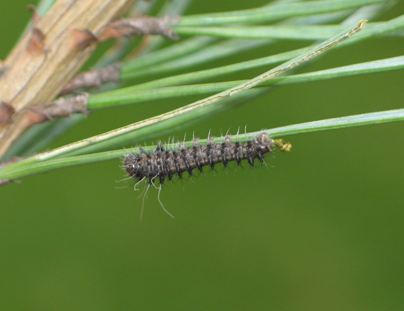 pictures of brown larvae